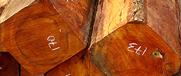 plantation species for export | timber producers and exporters